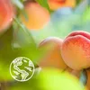 Le Petit Marseillais - Witte Perzik & Nectarine BIO Produktbild-Vorschau 5