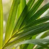 Areca Palme Areca Dypsis Lutescens Ø12cm Höhe40cm – Produktbild-Vorschau 3