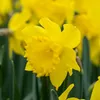 Bloomique - 15er-Mix - Narcissus Dutch Master - große gelbe Produktbild-Vorschau 6