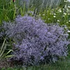 6 x Breitblättriger Steppenschleier - Limonium latifolium  Produktbild-Vorschau 2