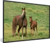 MuchoWow® Gerahmtes Poster Pferde - Gras - Braun 90x60 cm - Produktbild-Vorschau 1
