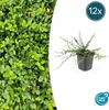 Vřeteno drobnolisté - Euonymus fortunei 'Minimus' - ↕10-25 Náhled obrázku produktu 2