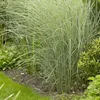 6 x Chinaschilf Morning Light - Miscanthus sinensis Produktbild-Vorschau 1