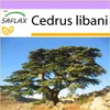 SAFLAX - Libanon - Cedr - Cedrus libani - 20 Semena Náhled obrázku produktu 10