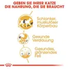 Royal Canin Feline Siamese - 2 kg Produktbild-Vorschau 3