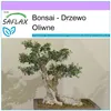 SAFLAX - Bonsai - Drzewo Oliwne - 20 Nasiona - Olea europea Podgląd zdjęcia produktu 7