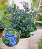 A potted blueberry plant with ripe berries, with a close-up inset of a hand holding a cluster of blueberries. Produktbild-Vorschau