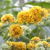 Sommerflieder ´SUNGOLD´ 15-20 cm, Cont.1,4 l Produktbild-Vorschau 3