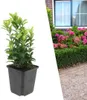 Plants by Frank | 48 Japanischer Spindelstrauch Pflanzen | Produktbild-Vorschau 1