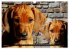Rhodesian Ridgeback Augen-Blicke (Wandkalender 2027 DIN A3 Produktbild-Vorschau 4