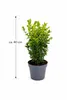 Buchsbaum 40 cm Strauch – Buxus sempervirens winterhart – Produktbild-Vorschau 4