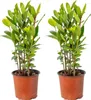 Bloomique - Lot de 2 - Laurus Nobilis - Laurier-sauce - Voir les images du produit 1
