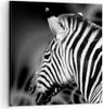 Bild auf Leinwand - Leinwandbild - Tier Zebra Streifen - Produktbild-Vorschau 1
