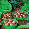 KADAX Pflanzkorb für Blumenzwiebeln, Anzuchtskorb aus Produktbild-Vorschau 14