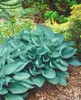 Hosta sieboldiana, Blaublatt-Funkie, ca. 11x11 cm Topf, Produktbild-Vorschau 7