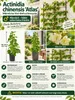 Mannelijke Kiwi 'Atlas', 50–70 cm – Actinidia chinensis. Productafbeelding-voorbeeld 2