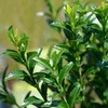 Euonymus japonicus Green Spire 8 planten voor 1 Meter Hecke Productafbeelding-voorbeeld 5