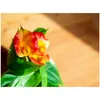 EUROPALMS Calla mini, Kunstpflanze, gelb orange, 43cm Produktbild-Vorschau 6