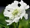 6 x Grande scabieuse  - Scabiosa caucasica 'Alba'  | Pot 9 Voir les images du produit 1