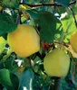 Quitte Leskovac, 0.3 m hoch, 2L Topf, apfelförmige Früchte, Produktbild-Vorschau 1