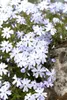 Phlox subulata 'Emerald Cushion Blue', Polsterphlox, blau, Produktbild-Vorschau 2