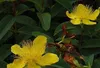 6 x Hypericum calycinum - ľubovník bodkovaný - kvetináč 9 x Náhľad obrázku produktu 2