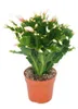 Vánoční kaktus - Schlumbergera - sada 3 rostlin Náhled obrázku produktu 5