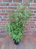 A potted bamboo plant is shown in front of a brick wall and brick paving. Produktbild-Vorschau