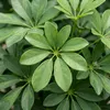 Famanu Schefflera auf Stamm - Vingerpflanze - Höhe 120-140 Produktbild-Vorschau 3