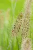 Pennisetum alopecuroides 'Hameln', Lampenputzergras, ca. Produktbild-Vorschau 10