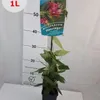 Wiciokrzew Henryiego 2L Podgląd zdjęcia produktu 2