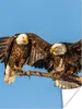 MuchoWow® Poster Vogel - Äste - Adler - Raubvögel - Luft Produktbild-Vorschau 1