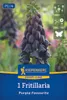 Kiepenkerl Profi-Line Persische Kaiserkrone Purple Produktbild-Vorschau 1