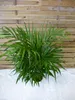 [Palmenlager] Goldfruchtpalme 120 cm - Dypsis lutescens - Produktbild-Vorschau 4