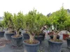 Punica Granatum 160 - 190 cm, uriger, alter & knorriger Produktbild-Vorschau 5