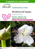 SAFLAX - Skutečný keř kapary - Capparis spinosa - 25 Semena Náhled obrázku produktu 1