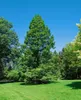 Metasequoia glyptostroboides, Urweltmammutbaum, 60–100 cm Produktbild-Vorschau 5
