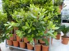 Erdbeerbaum | 120 cm | Arbutus unedo | veredelt |  | Produktbild-Vorschau 8