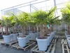 XXL Palme winterhart inkl. Pflanzkübel, 180 - 210 cm Produktbild-Vorschau 3