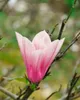 Magnolia soulangiana 'Heaven Scent', Magnolie, rosa Blüten, Produktbild-Vorschau 11