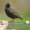 wildtier liebe Starenkasten Großer Nistkasten für Stare - Produktbild-Vorschau 5