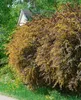 Berberis thunbergii 'Atropurpurea', Blutberberitze, Produktbild-Vorschau 4