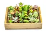 Zmes sukulentov Gardners, priemer 3,5 cm Náhľad obrázku produktu 3