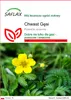SAFLAX - Chwast Gęsi - 20 Nasiona - Potentilla anserina Podgląd zdjęcia produktu 1