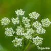 A close-up of a cluster of small white flowers with green centers, set against a blurred green background. Náhľad obrázku produktu
