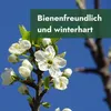 Meine Orangerie - Zwergobst Stämmchen Pflaume - gelbe Produktbild-Vorschau 4