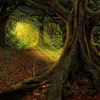 Unser Wald / Forest Nature 2027 Produktbild-Vorschau 11