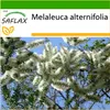 SAFLAX - Australský čajovník - Melaleuca alternifolia - 400 Náhled obrázku produktu 5