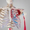 A close-up view of a detailed anatomical model of a human skeleton, focusing on the rib cage and shoulder area. Produktbild-Vorschau