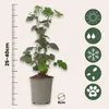 Brombeere - 3er-Set - Rubus Thornless - Höhe 25-40cm - ⌀9cm Produktbild-Vorschau 2